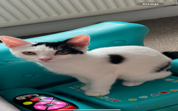 British Shorthair cats for sale: Female cats  - Image 1