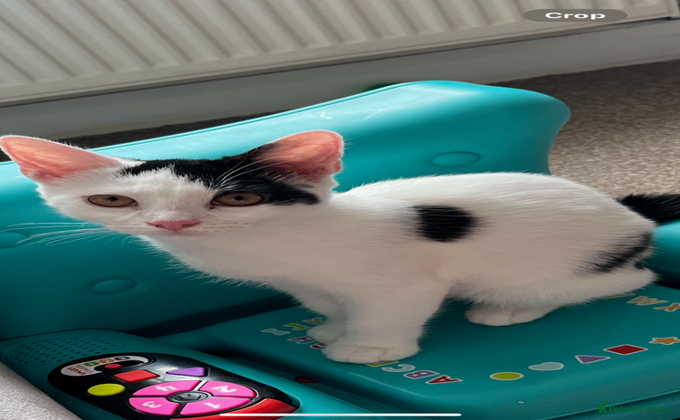 British Shorthair cats - Advert 1