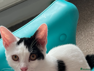 British Shorthair cats for sale - Advert 1