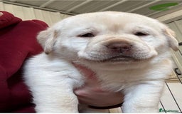 Labrador Retriever dogs for sale: Beautiful Labrador Puppies - - Image 3