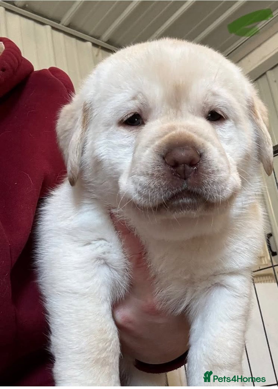 Labrador Retriever dogs for sale: Beautiful Labrador Puppies - - Image 3