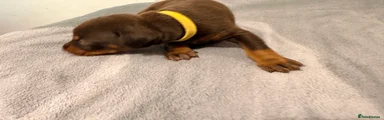 Yellow Collar