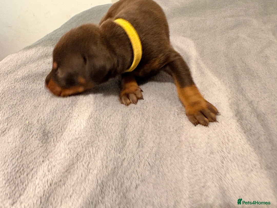 Dobermann dogs for sale: KC Registered Dobermans | 91 Champions in Parents - Advert 2