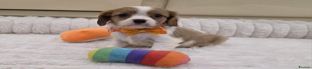 Cavalier King Charles Spaniel Puppy 1