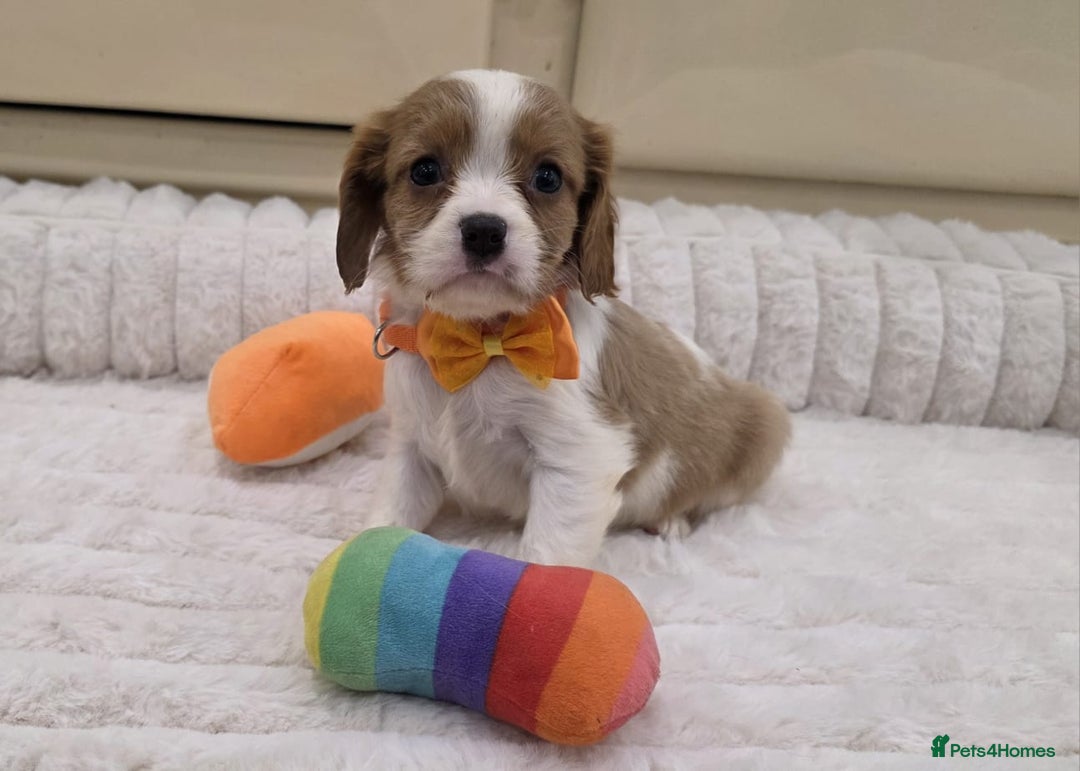Cavalier King Charles Spaniel dogs for sale: KC Registered & DNA Tested Cavalier Puppies - Image 6