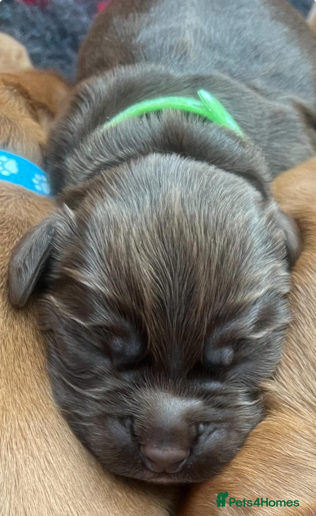 Cocker Spaniel dogs for sale: 🐶🐶🐶6 STUNNING WORKING COCKER SPANIELS🐶🐶🐶 - Image 18