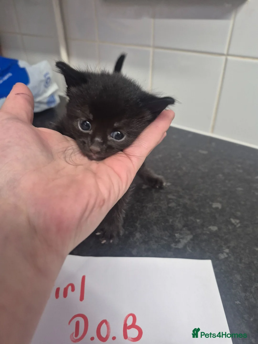Mixed Breed cats for sale: Fluffy black and grey kittens  - Advert 29