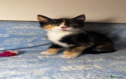 Mixed Breed cats for sale: 3 Lovely Kittens - Image 14