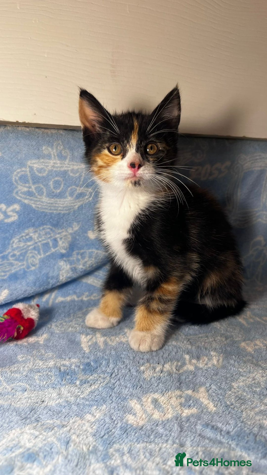 Mixed Breed cats for sale: 3 Lovely Kittens - Image 14