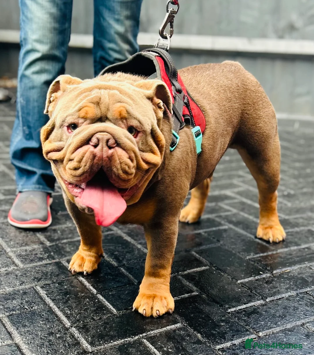 English Bulldog dogs for stud: 🌟 Wyatt Full suit English @stud in Telford - Advert 4