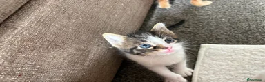 Mixed Breed Kitten 2