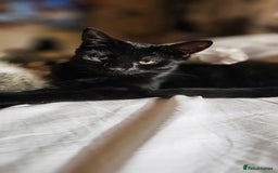 Domestic Shorthair cats for sale: Kittens looking for their forever home 🩷🩵🩷 - Image 12