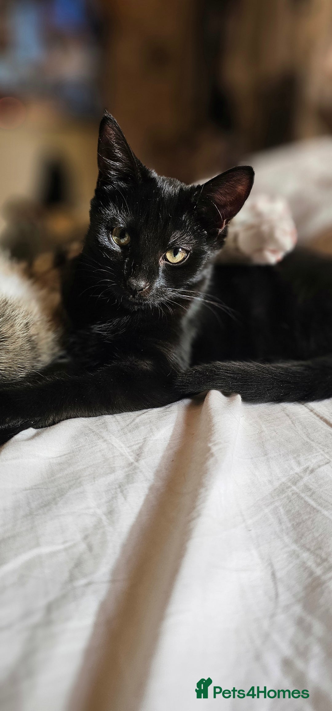 Domestic Shorthair cats for sale: Kittens looking for their forever home 🩷🩵🩷 - Image 12