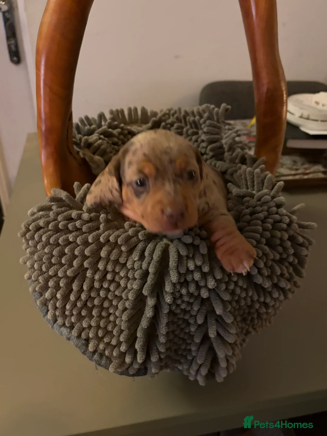 Miniature Dachshund dogs for sale: Miniature dachshund  - Advert 12