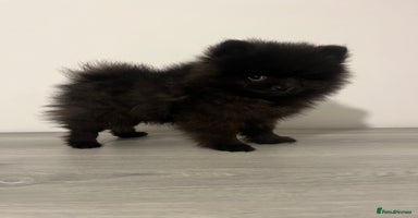 Pomeranian dogs Pomeranian puppy last black boy  - Advert 8