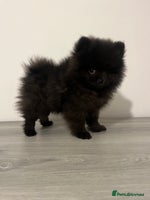 Pomeranian dogs Pomeranian puppy last black boy - Advert 8