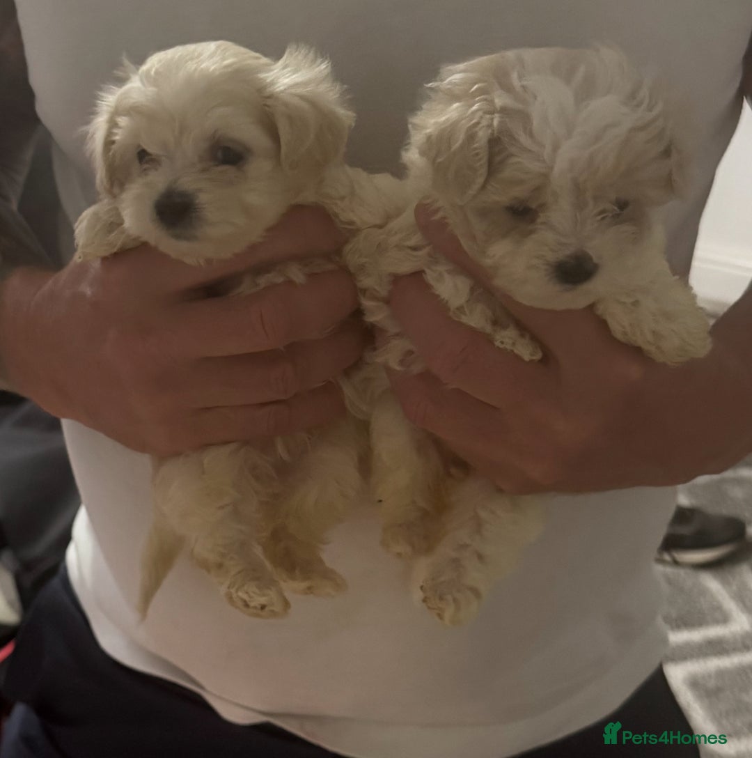 Maltipoo dogs for sale: Multipoo puppys - Image 4