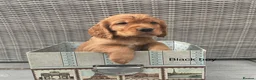 Cocker Spaniel dogs for sale: Hereditary clear working cocker spaniels in Ingatestone - Advert 7