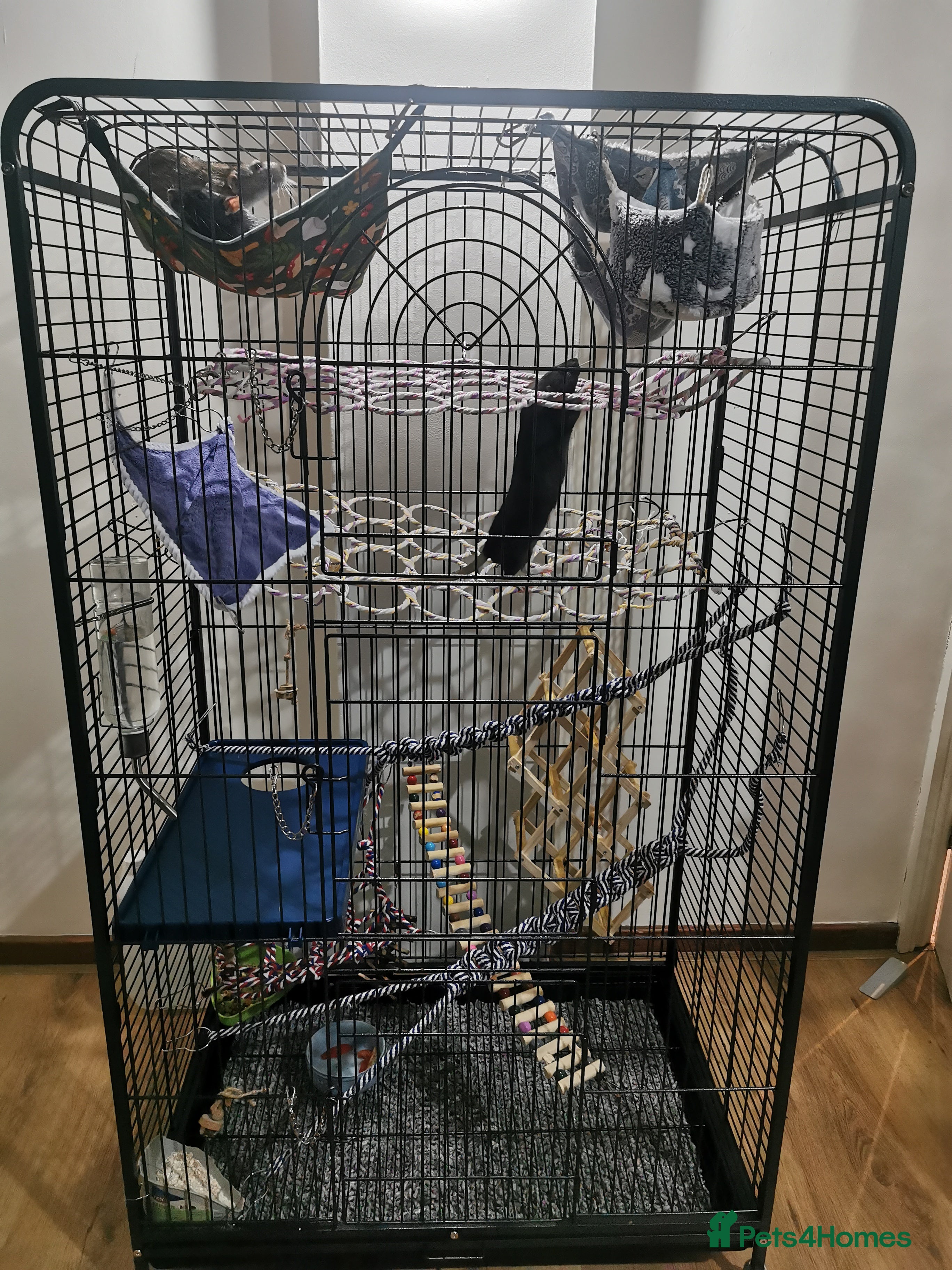 Rat rodents Free rats male with cage and accessories  - Advert 1