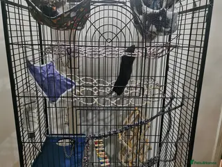 Rat rodents Free rats male with cage and accessories - Advert 1