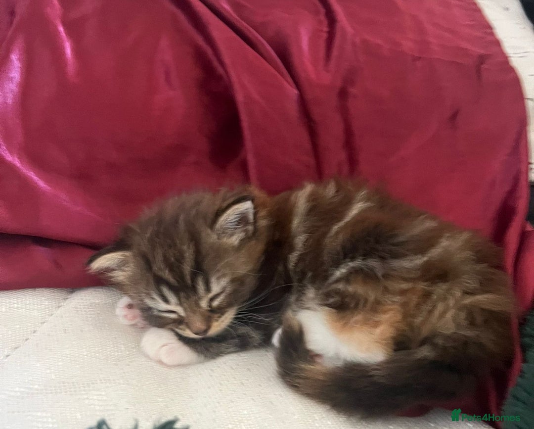Mixed Breed cats for sale: Pretty Part Maine Coon kittens  - Image 6