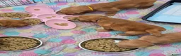 Golden Retriever dogs for sale: Stunning dark Golden retriever puppies in Boston - Advert 8