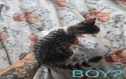 British Shorthair cats for sale: KITTENS LOOKING FOR HOMES - Image 5