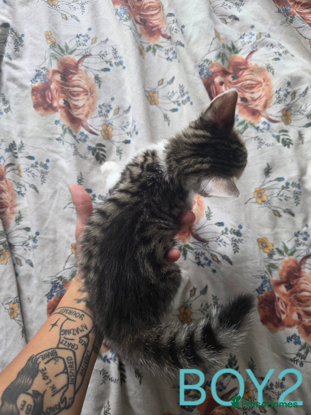 British Shorthair cats for sale: KITTENS LOOKING FOR HOMES - Image 5