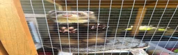 Ferret rodents for sale: Hob free to good home - Advert 5
