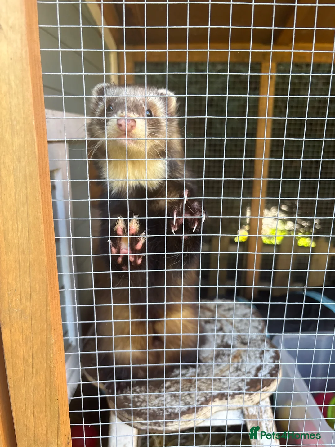 Ferret rodents for sale: Hob free to good home - Advert 5