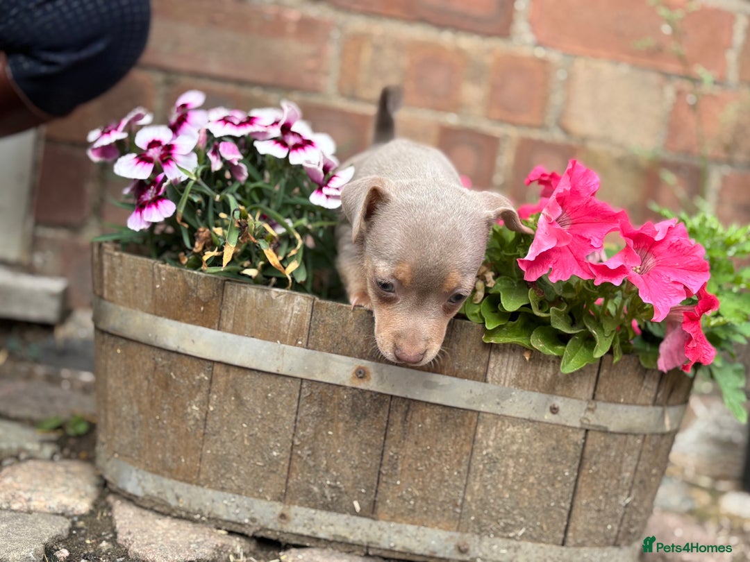 Jack Russell dogs for sale: Rare lilac and tan miniature jack russels  - Image 5