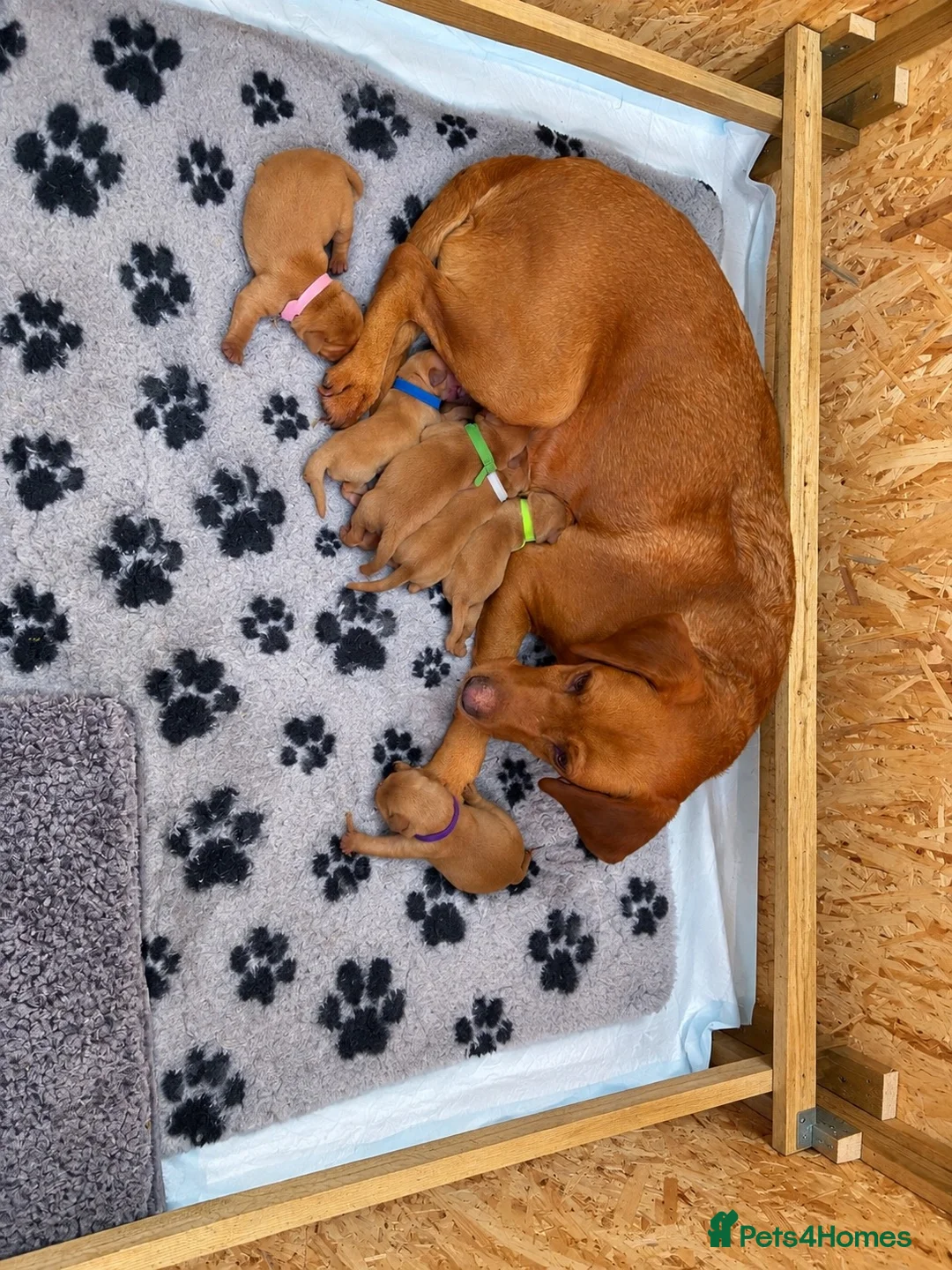 Labrador Retriever dogs for sale: KC Registered Fox Red Labrador Puppies  - Advert 7