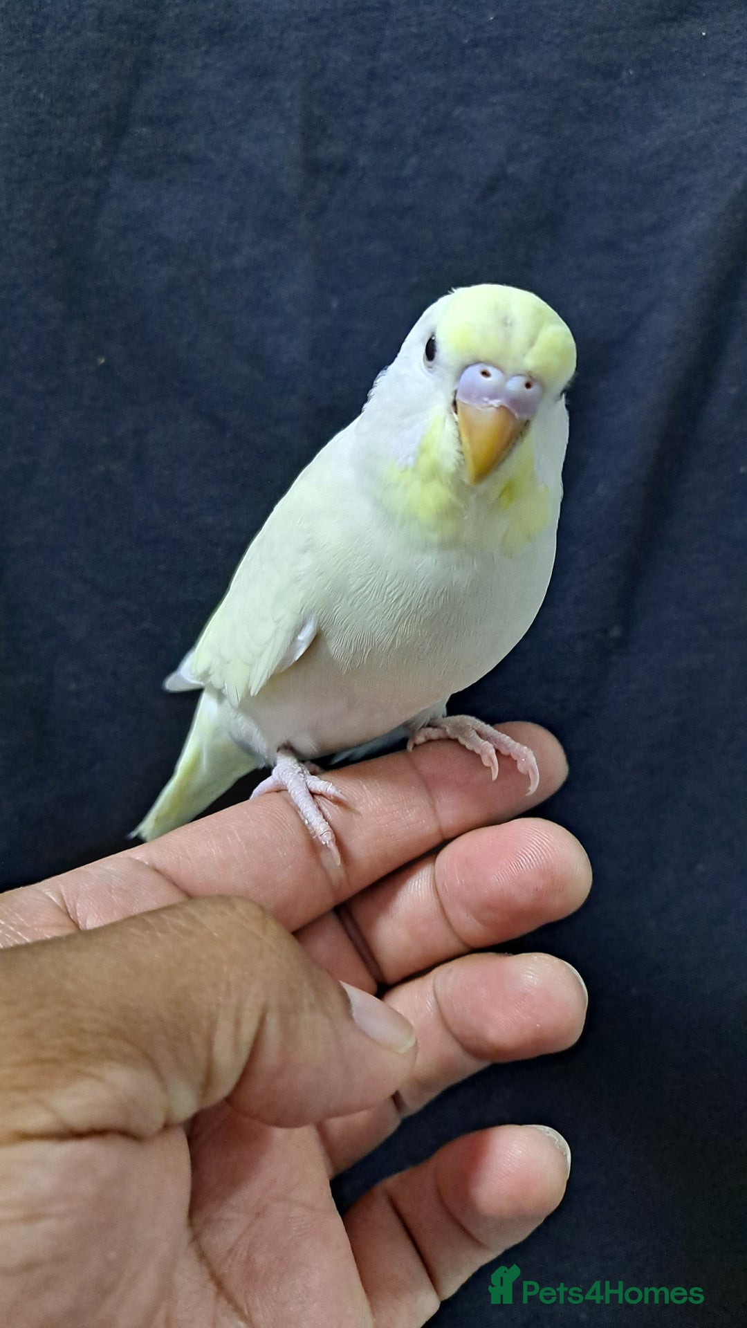 Budgerigars birds for sale: Silly hand tamed baby budgies for sale  - Image 20