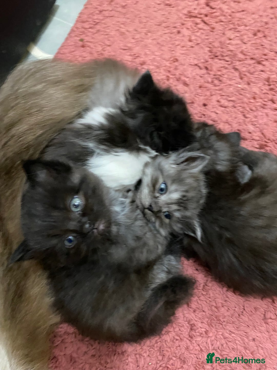 Ragdoll cats for sale: 6 beautiful ragdoll x maincoon kittens  - Advert 2