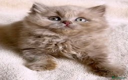 British Longhair cats for sale: Stunning Lilac British Longhair Boy TICA Reg - Image 2