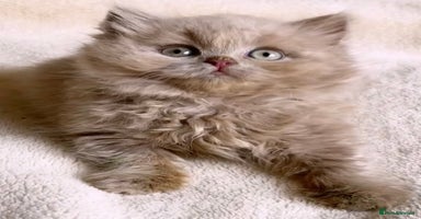 British Longhair cats - Advert 2