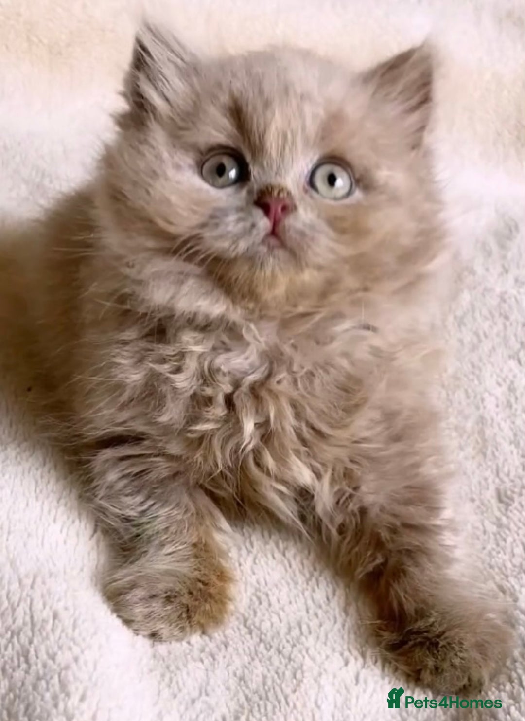 British Longhair cats for sale: Stunning Lilac British Longhair Boy TICA Reg - Image 2