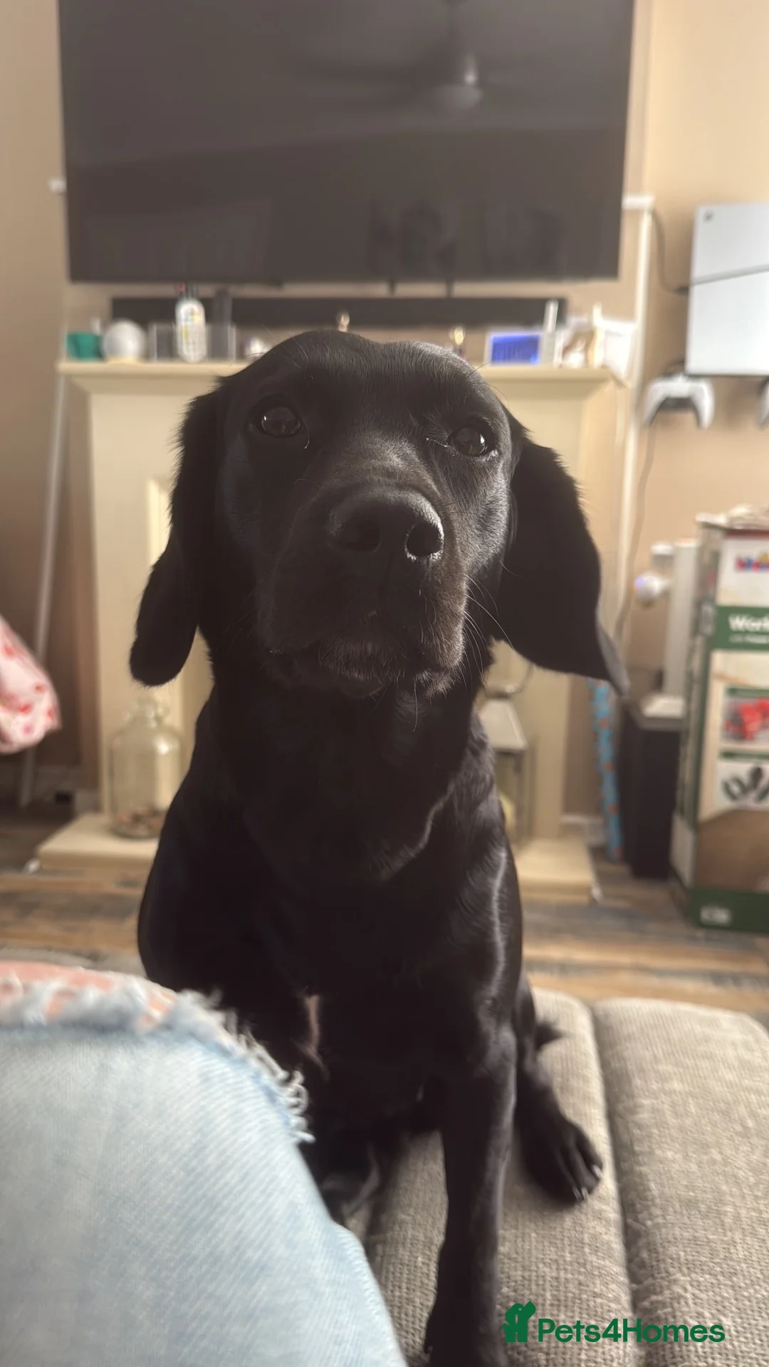 Cockerdor dogs for sale: Beautiful litter of cockerdors 🩷🩵 - Advert 2