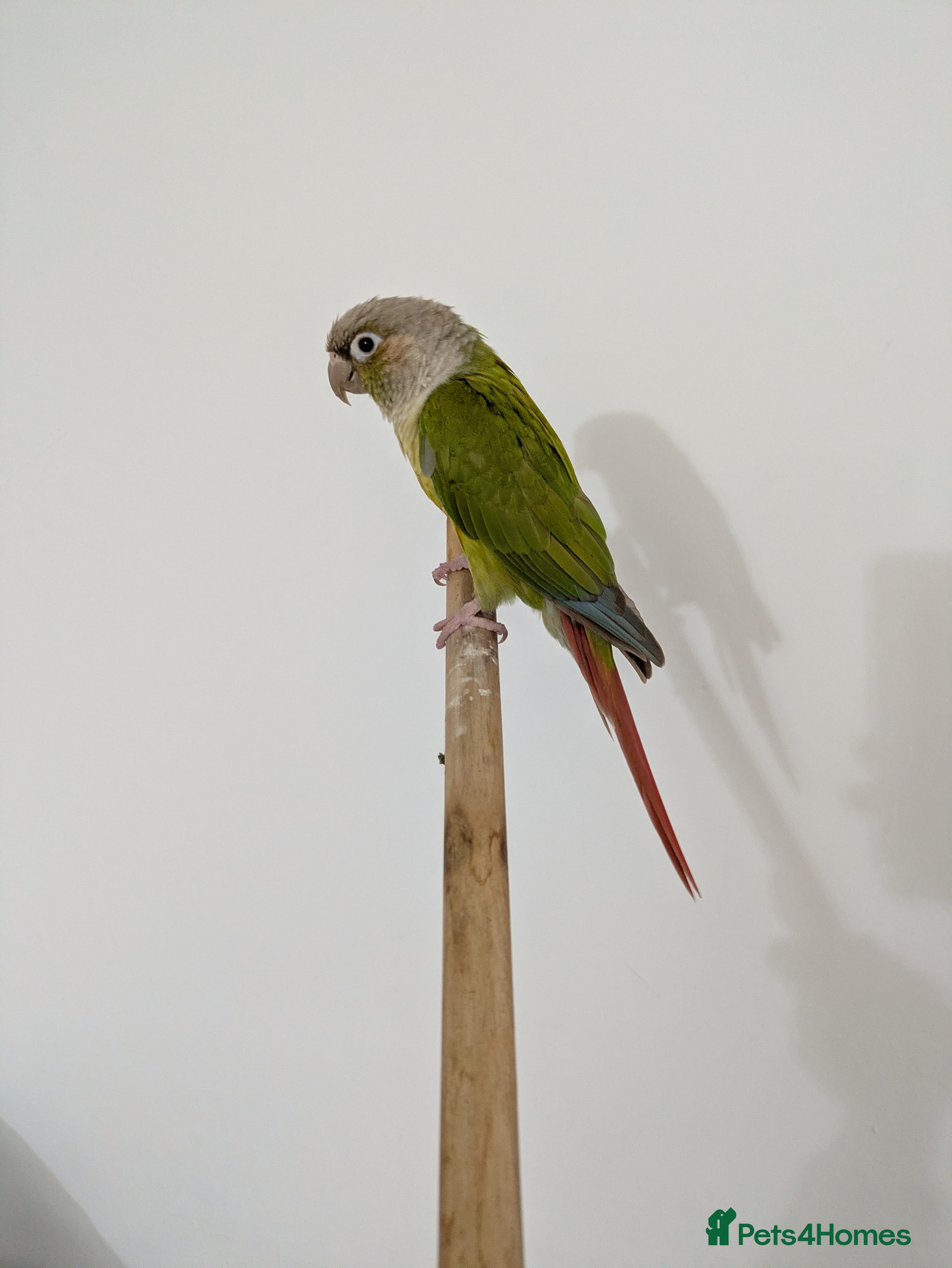 Conures birds Semi tammed pineapple conure for sale  - Advert 1