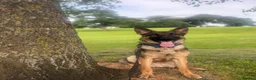 German Shepherd dogs for sale: Male German Shepherd  - Advert 1