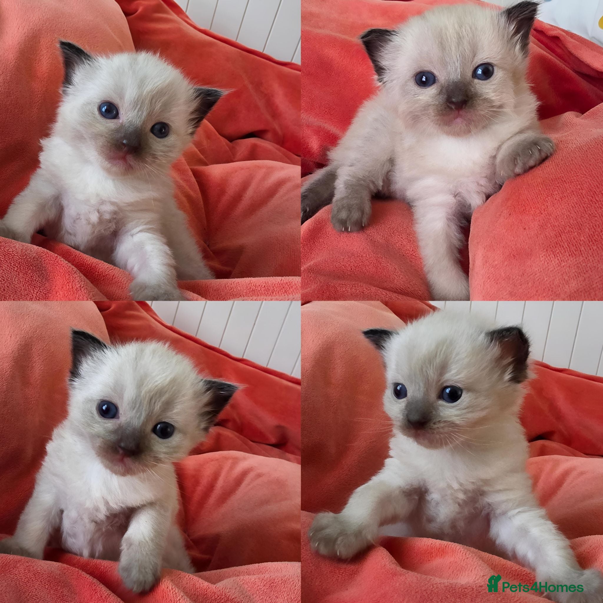 Ragdoll cats Ragdolls kittens. - Advert 1