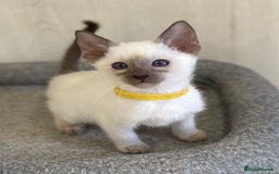 Siamese cats for sale: GCCF Registered Traditional Siamese Kittens.  - Image 29
