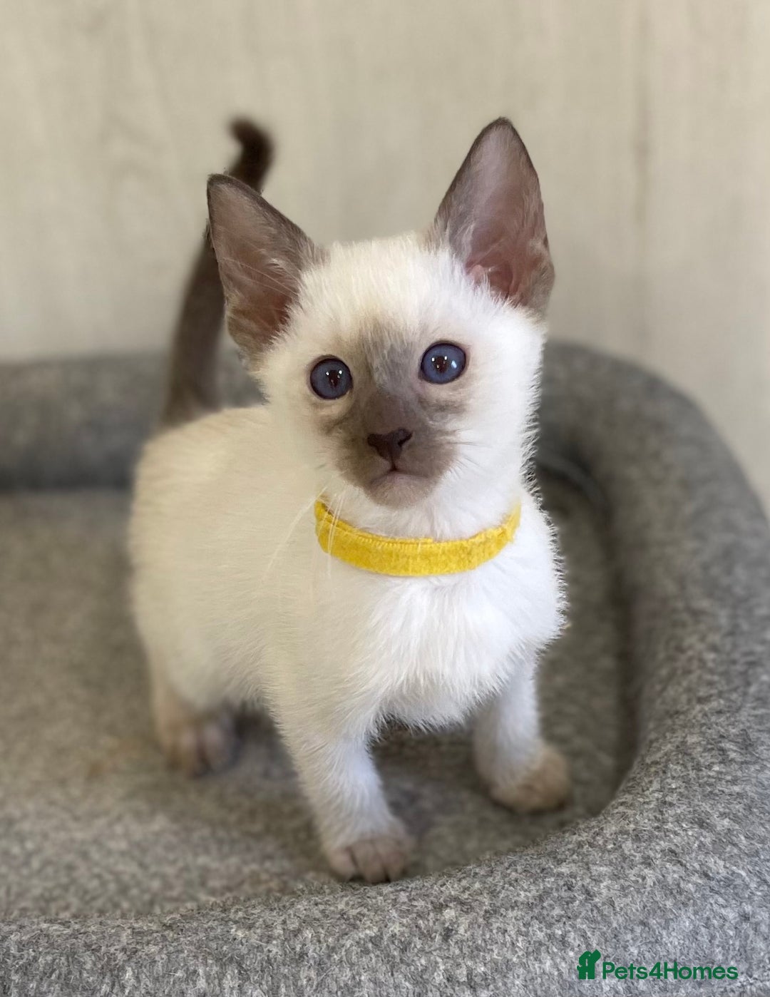 Siamese cats for sale: GCCF Registered Traditional Siamese Kittens.  - Image 29