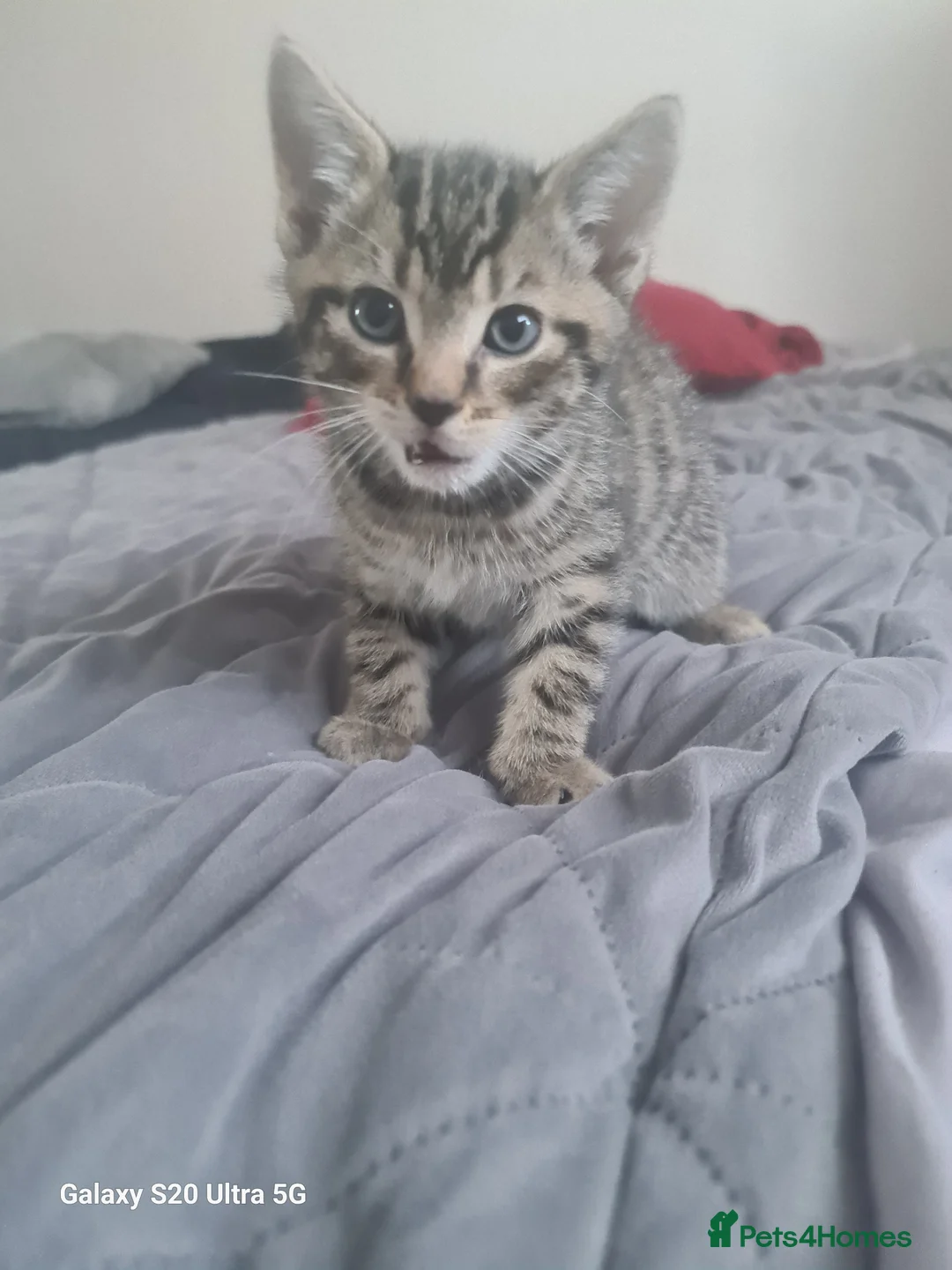 British Shorthair cats for sale: British shorthair  - Advert 15