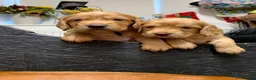 Cocker Spaniel dogs for sale: Golden cocker spaniel pups  - Advert 16