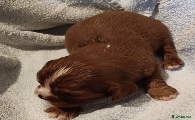 Cavalier King Charles Spaniel dogs - Advert 9