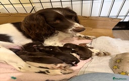 Cocker Spaniel dogs for sale: Working cocker spaniel puppies - Image 2