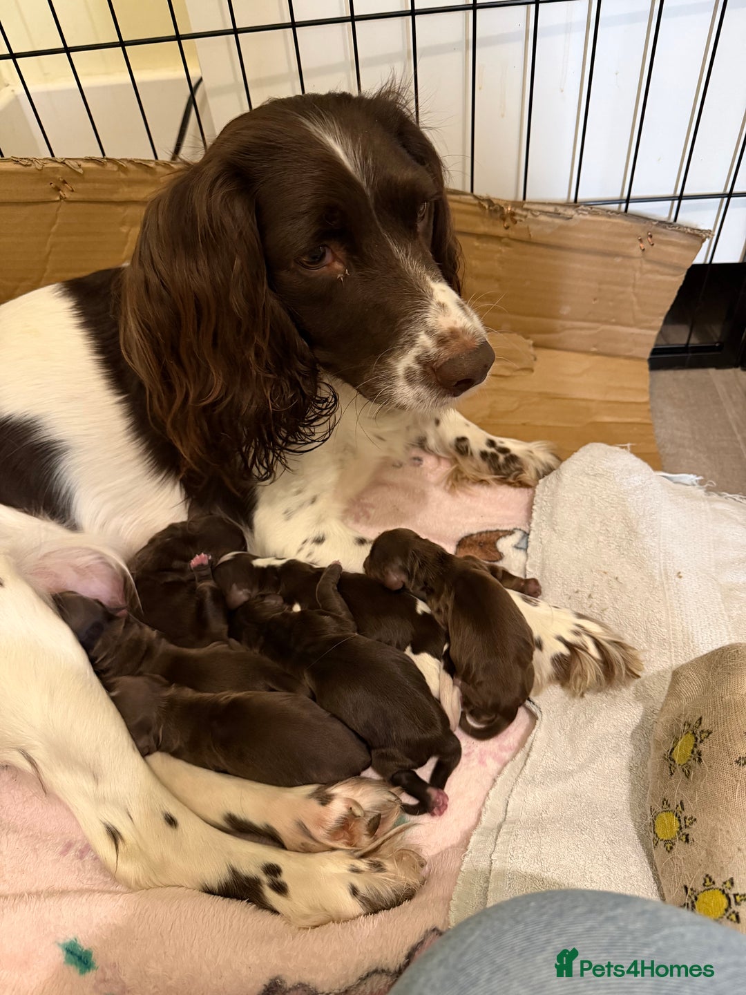 Cocker Spaniel dogs for sale: Working cocker spaniel puppies - Image 2