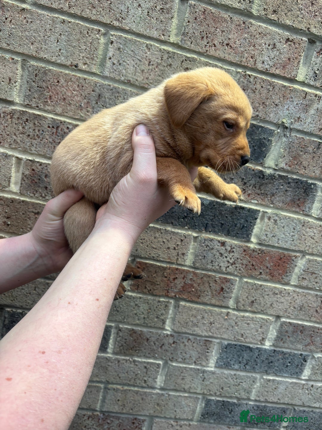 Labrador Retriever dogs for sale: Kc fox red Labrador puppies 4 boys ready to go  - Advert 19