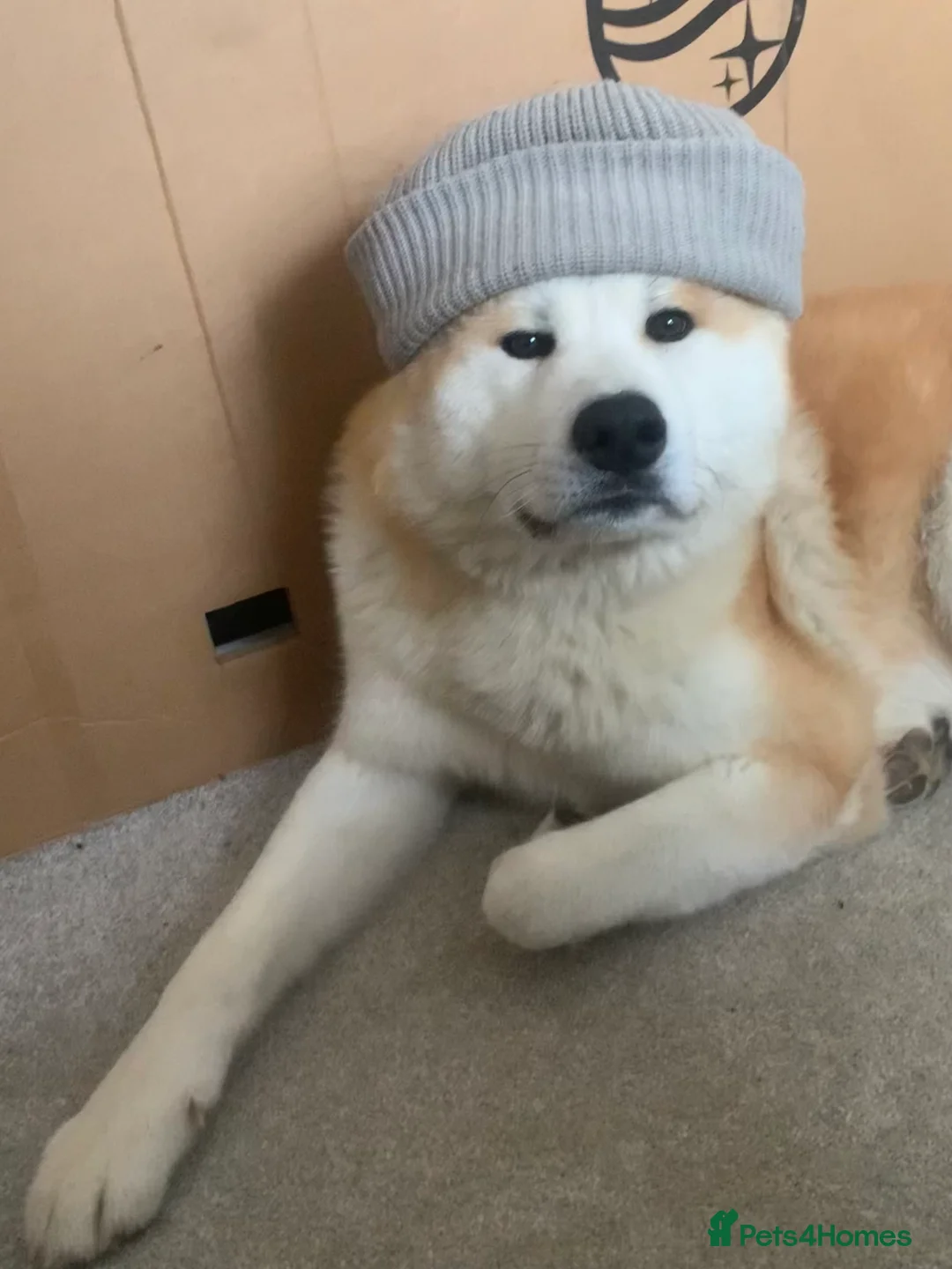 Japanese Akita Inu dogs for stud: ⭐️ KC Pedigree Japanese Akita Inu ⭐️ in Peterborough - Advert 4